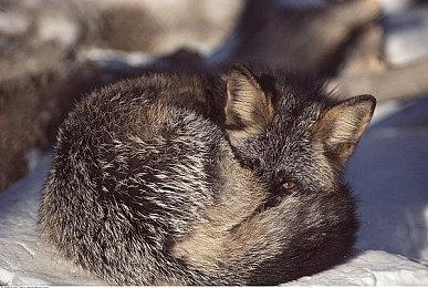 延期十天 PS5日服《幻兽帕鲁》现已发售